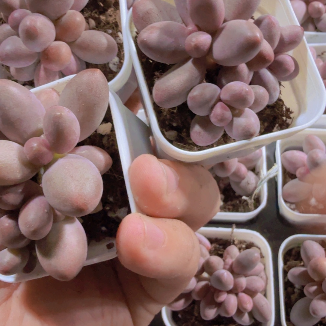 糖果美人新品一颗福利