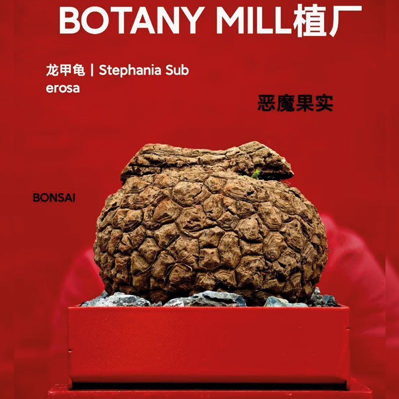 BOTANY MILL植厂 泰国产地超圆恶魔果实龙甲龟 室内耐阴 含盆栽好