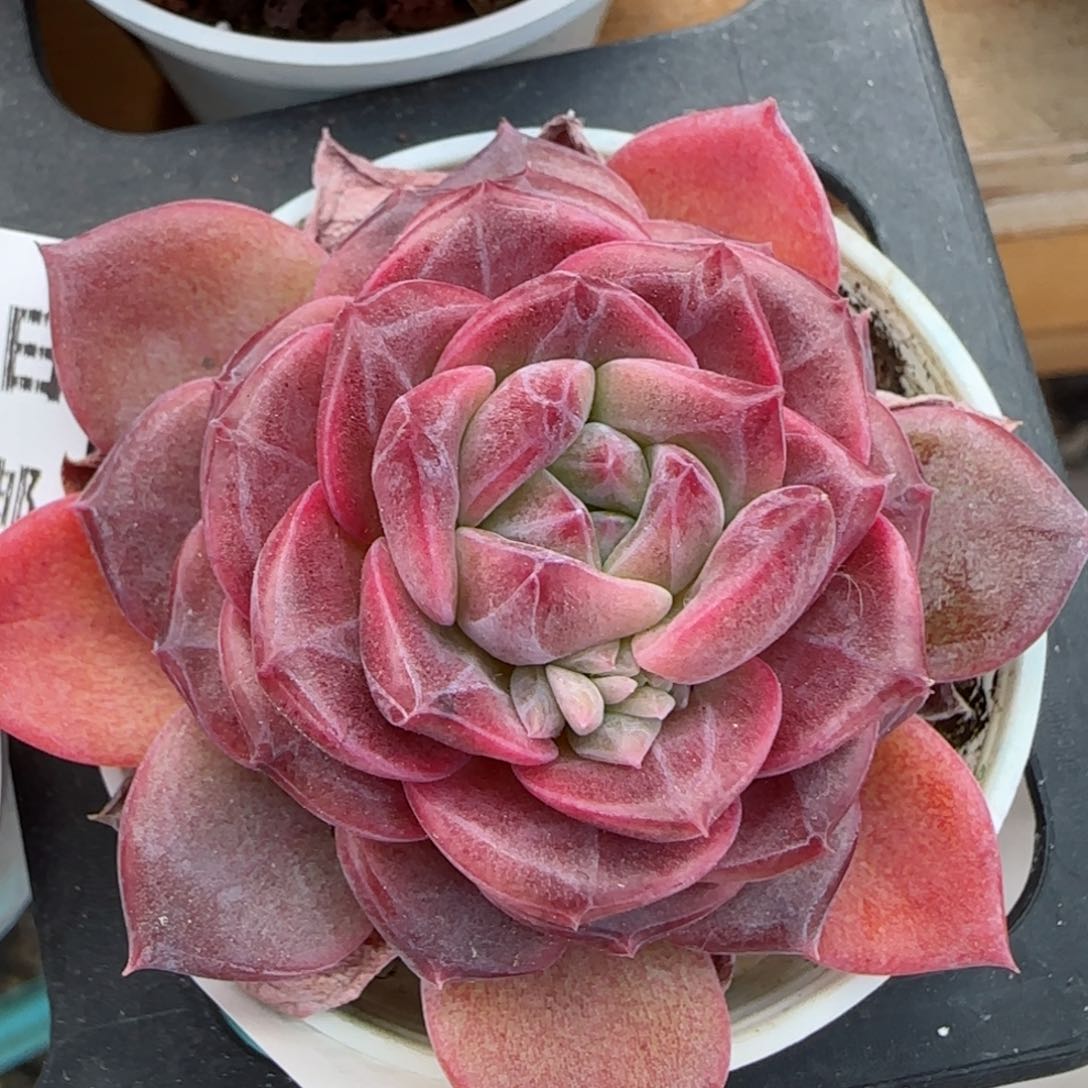 花语逸境0219-325