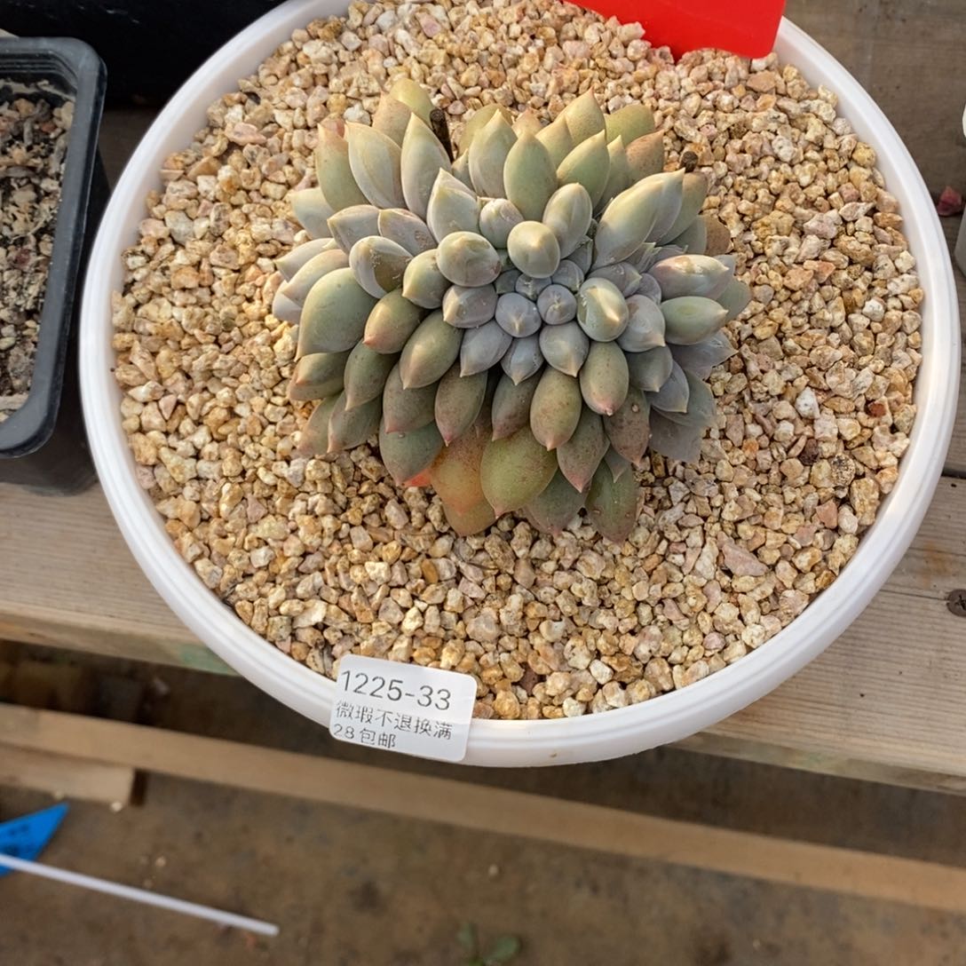 简***活33号多肉福利啦啦啦