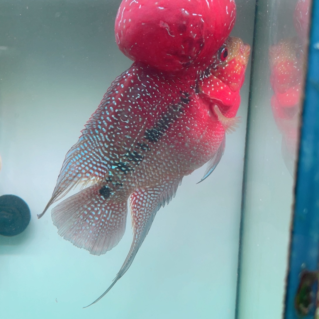 X***g罗汉鱼鸿运当头罗汉鱼