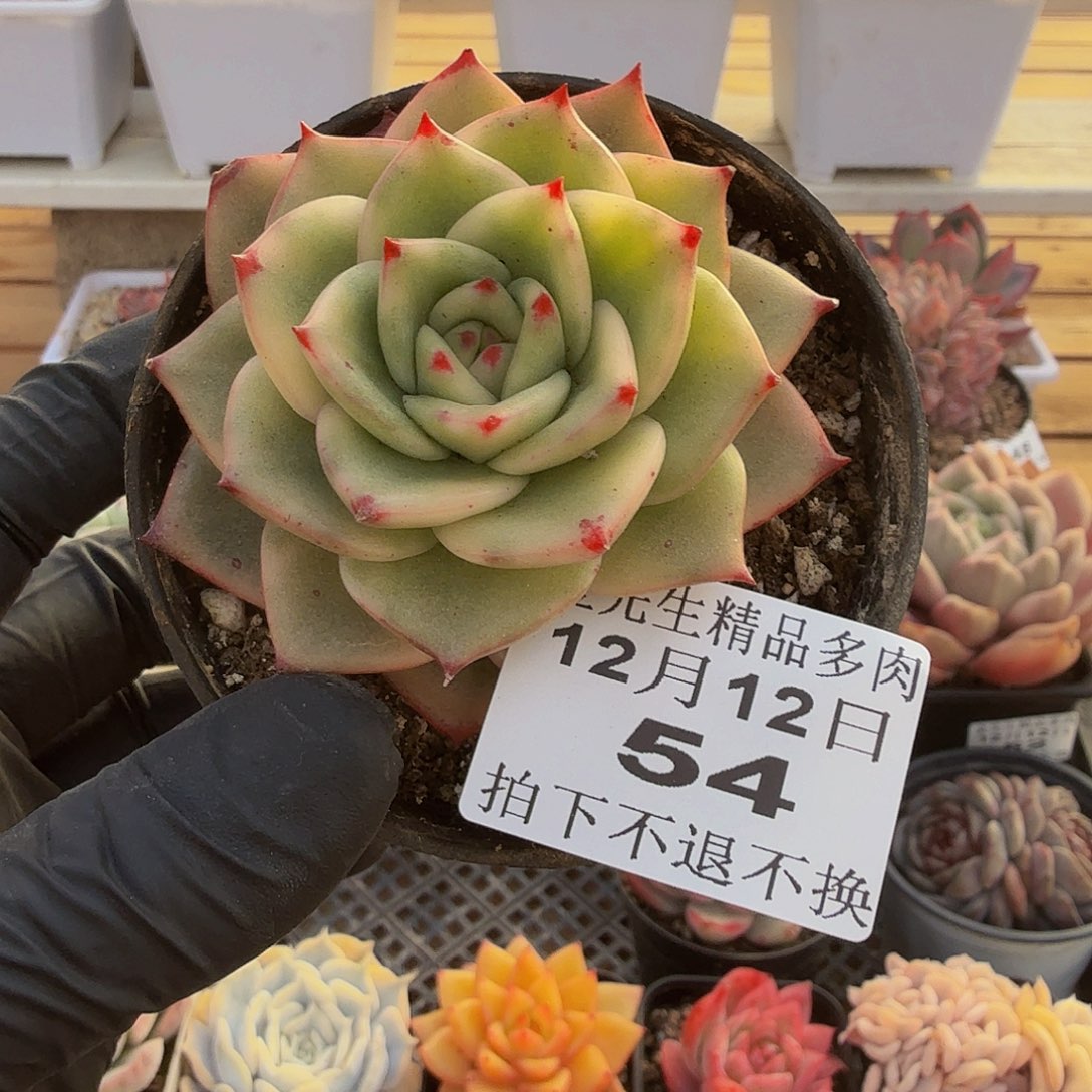 1212-54玫瑰玉锦单头