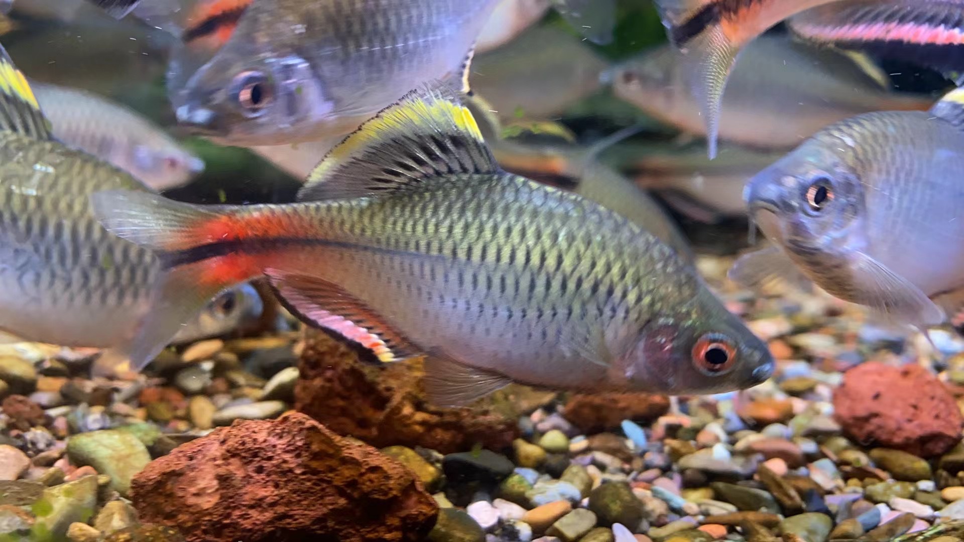 一物一拍汕尾齐 钻石彩虹鲫 白边鳑鲏  大帆玫瑰鲫原生冷水鱼