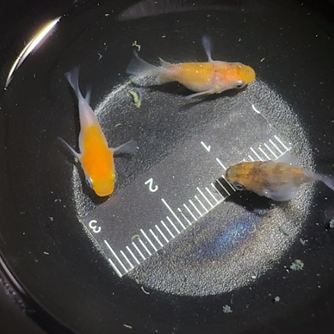 青鳉鱼一物一拍259