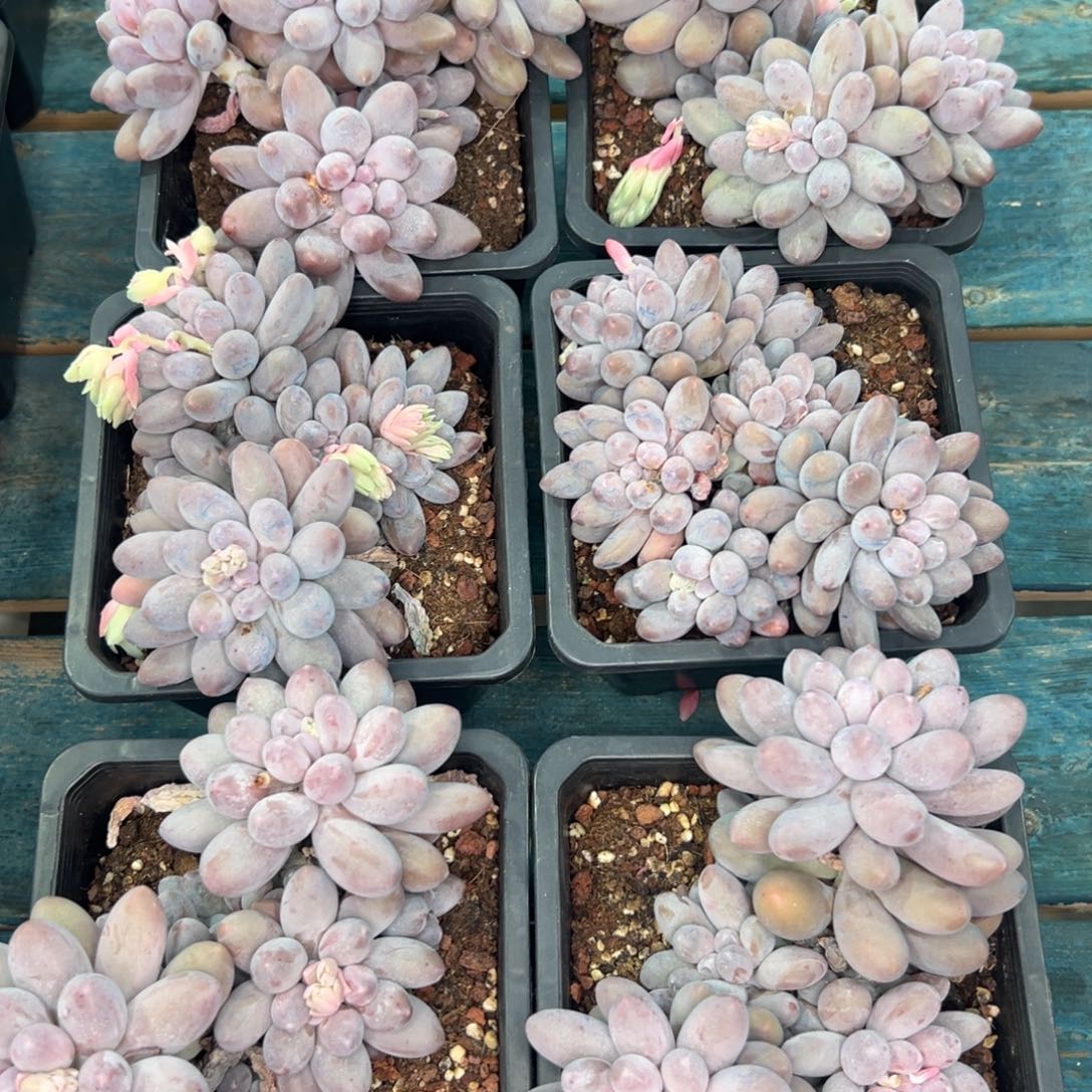 从前慢花园多肉精选编号1.2汤圆