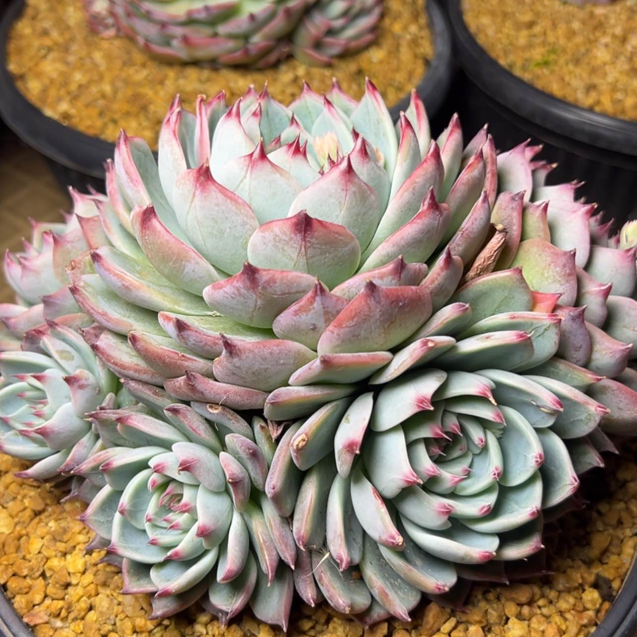 【闪购商品】吉娃娃多肉39.8