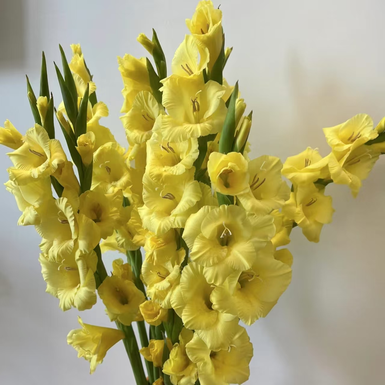 到手5颗精品【辉煌】唐菖蒲剑兰种球室内庭院绿植四季盆栽室外