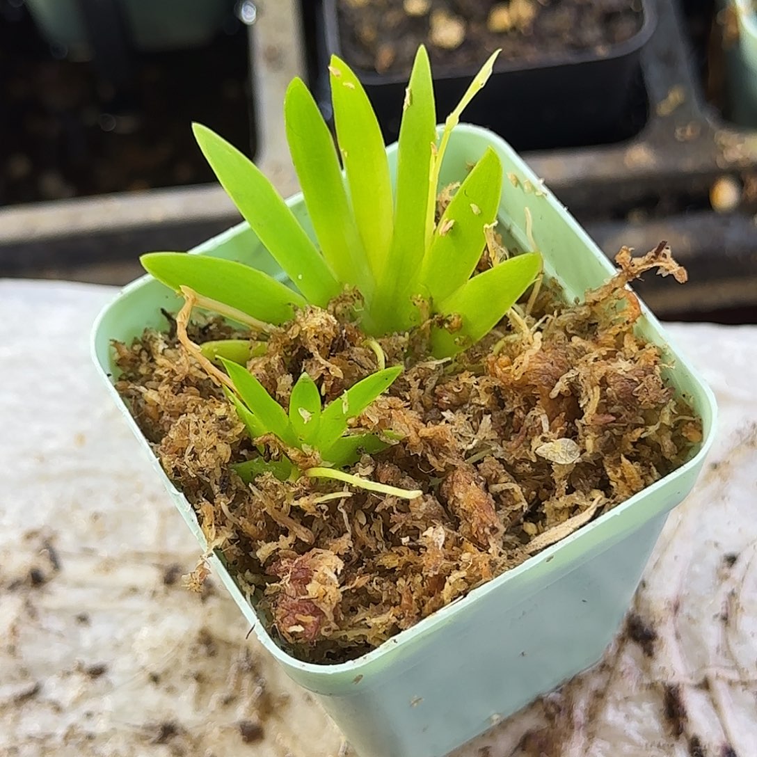 完全开放扇叶文心兰