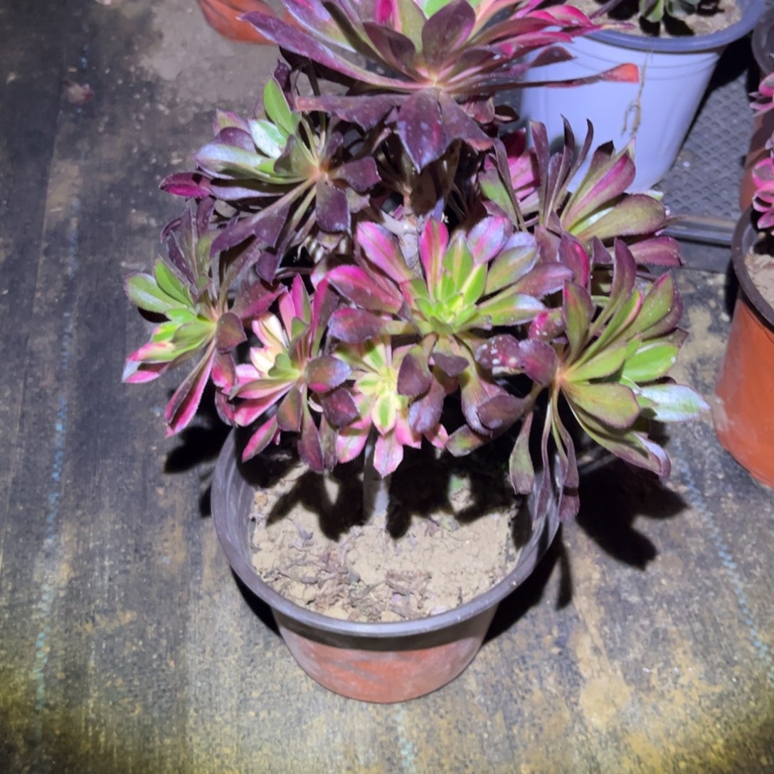 李***子825多肉植物灰法师七彩花蝴蝶