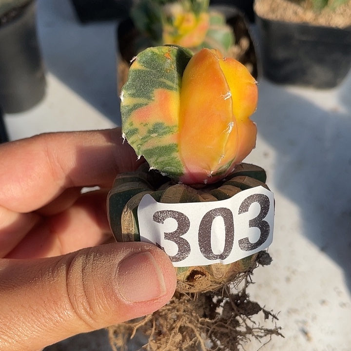 草桥嫁接鸾凤玉裁剪一颗仙人球