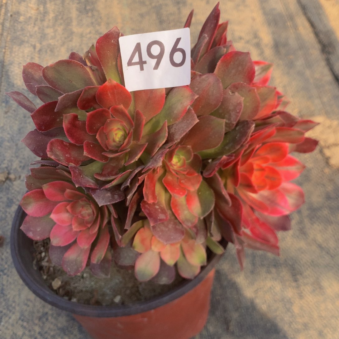 496烙神多肉植物
