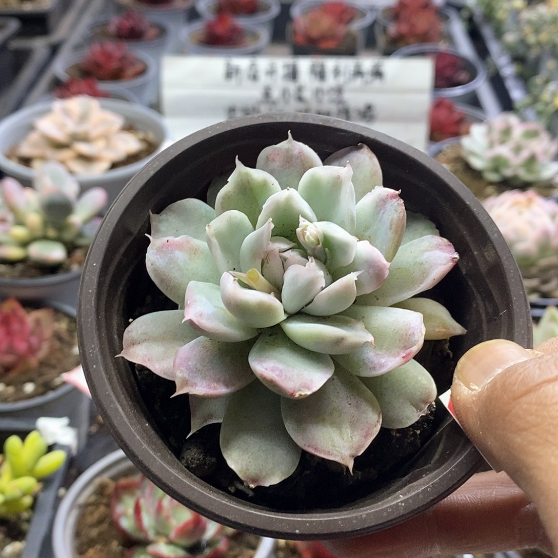 1346精美多肉辛普森锦