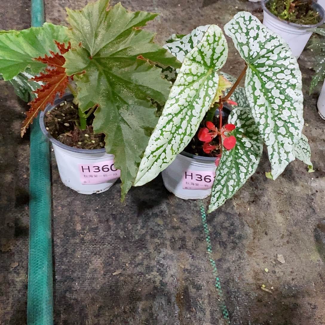 不开花植物咻*秋海棠360.361