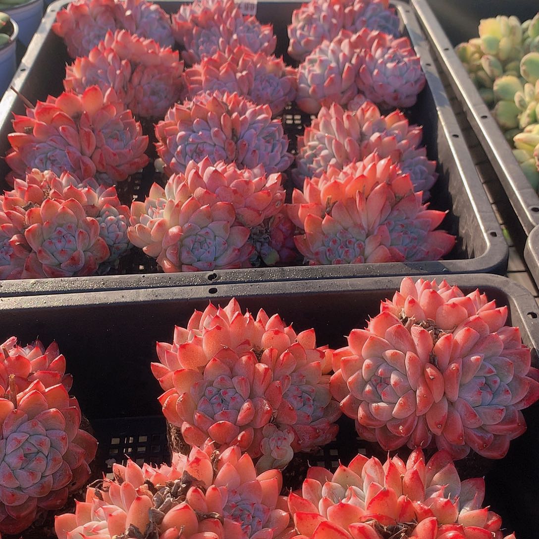 如梦令3456788999000000