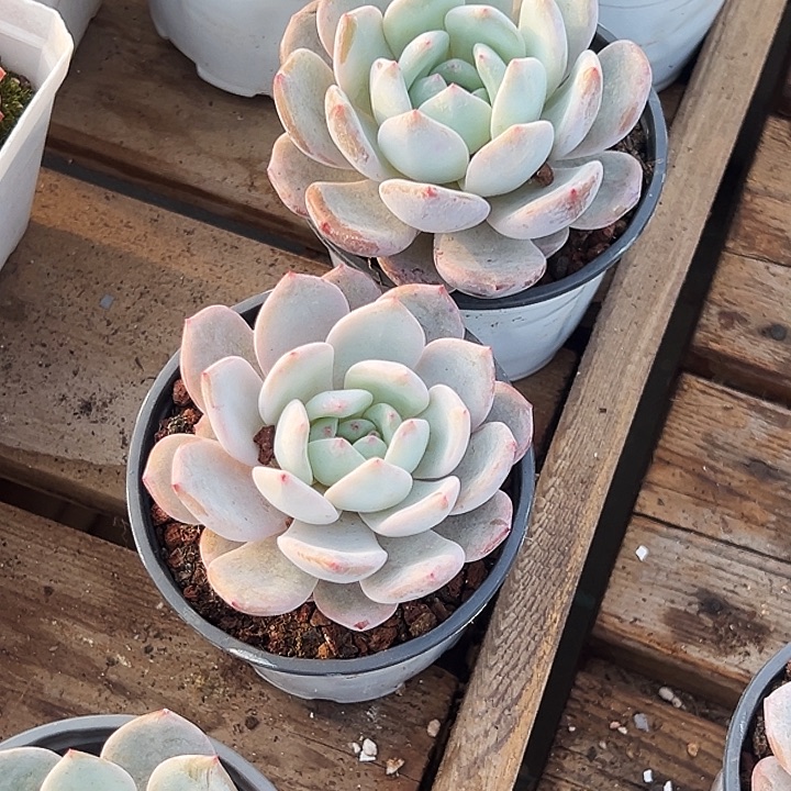 嫦娥仙子     福利多多