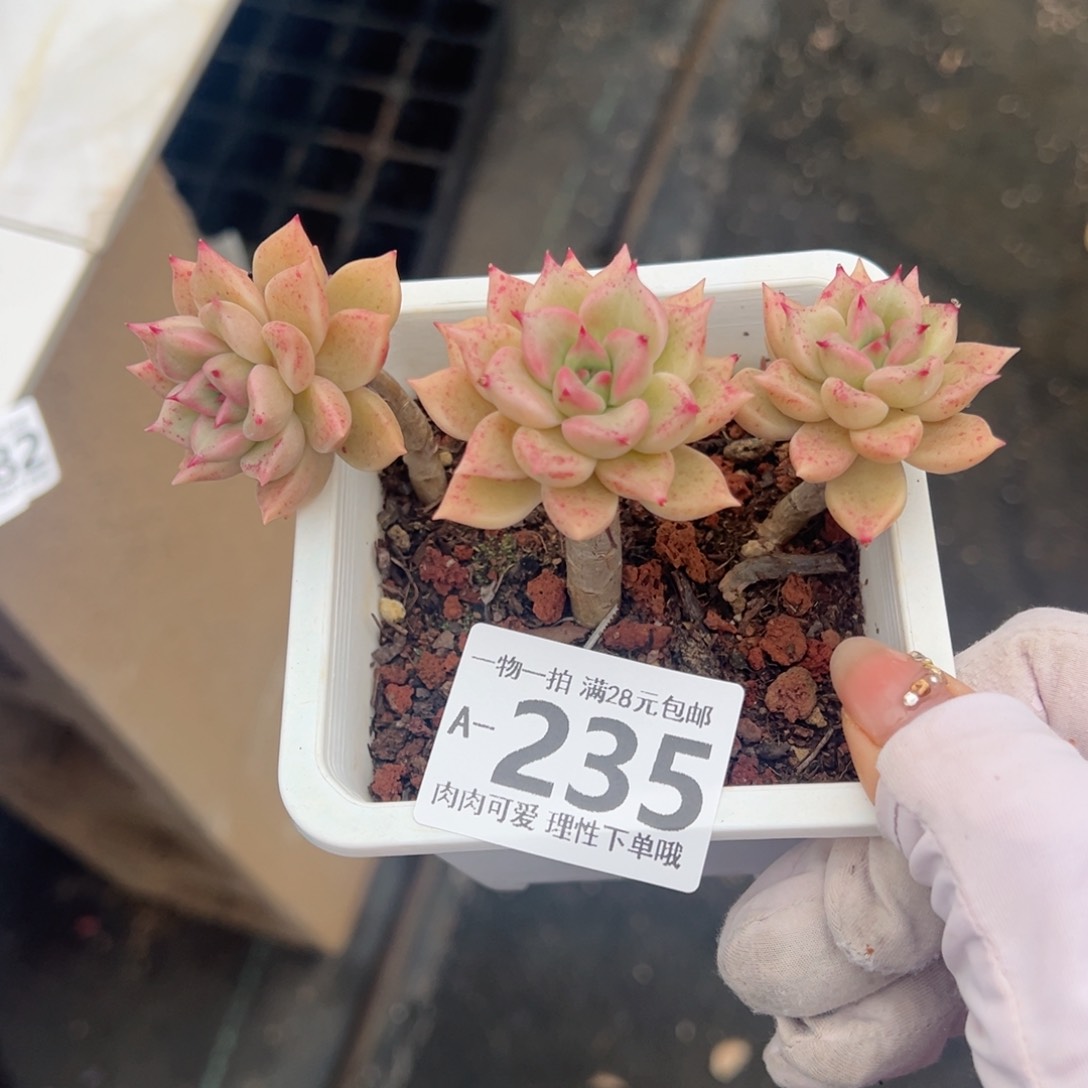 黄金璀璨多肉多肉多肉多肉