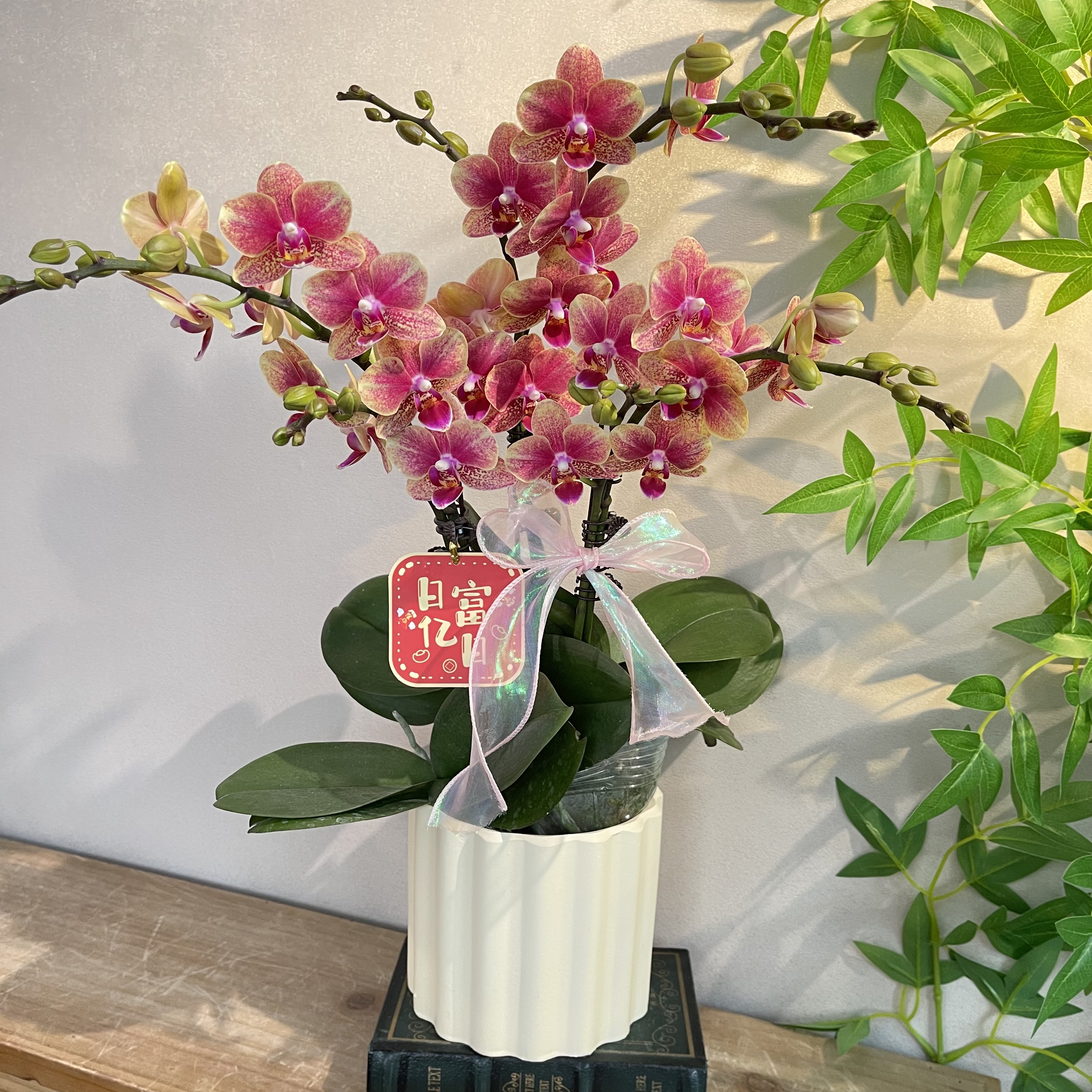 蝴蝶兰《金蝶》25年爆款红色渐变系列 好养耐养带花带花苞 基地直发