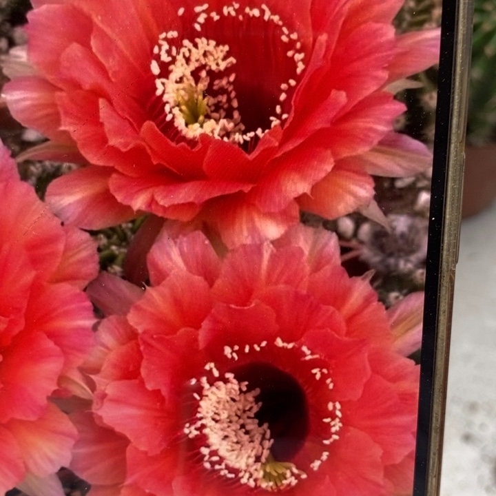 香香新金刚带根5公分左右