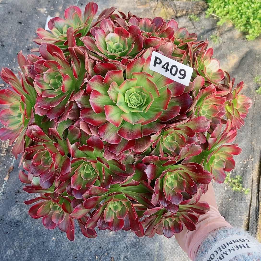 红陶409安娜3多肉