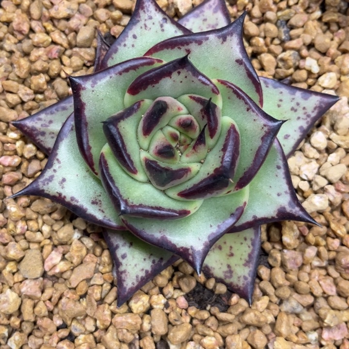 天珠基因1111111111