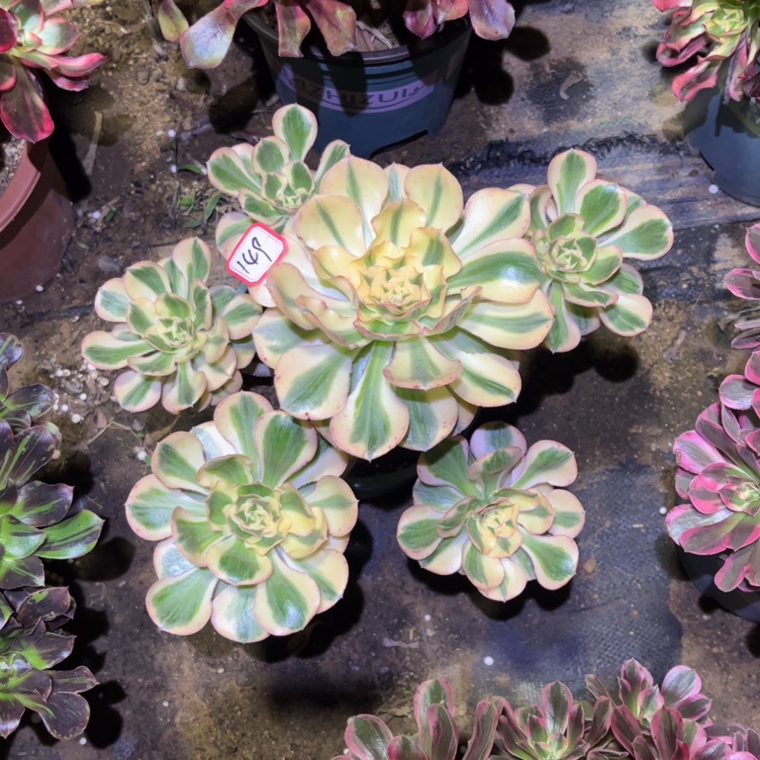 149多肉植物燕姿锦