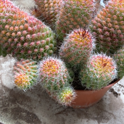 红娜丸仙人球45米仙人球