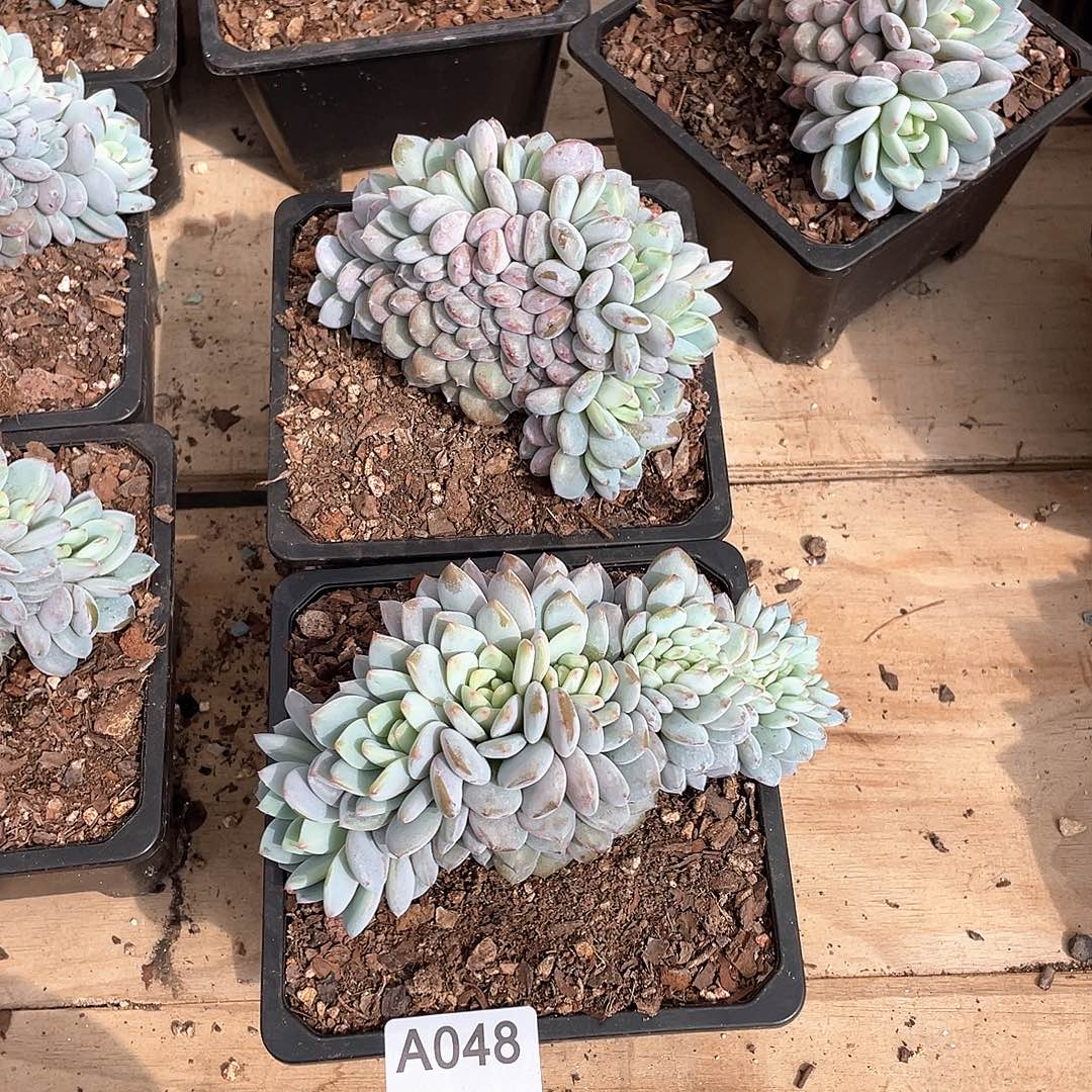 肉****048多肉植物多肉植物