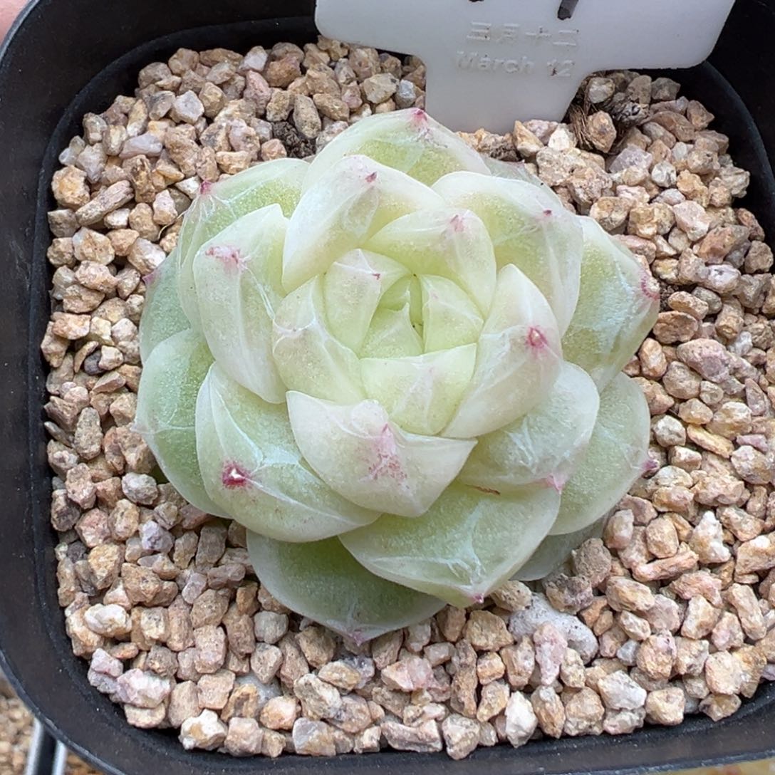 407号梨花白 晗雨多肉