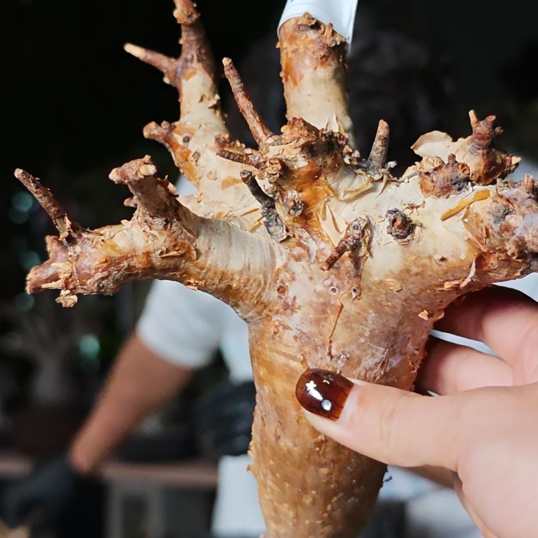 T***022威迪橄榄一物一拍