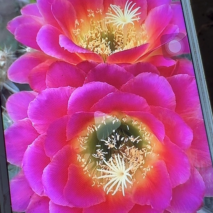 星火侧芽5公分毛花柱