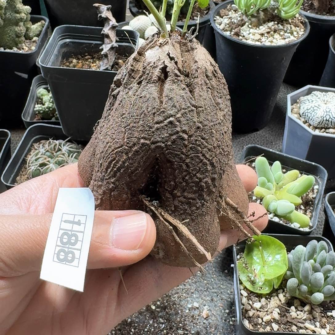 188象足龟甲龙脱土发货