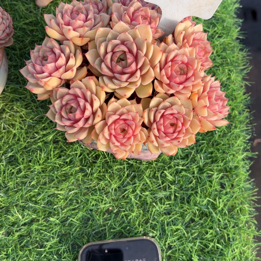花***下手捧花本吧多肉植物