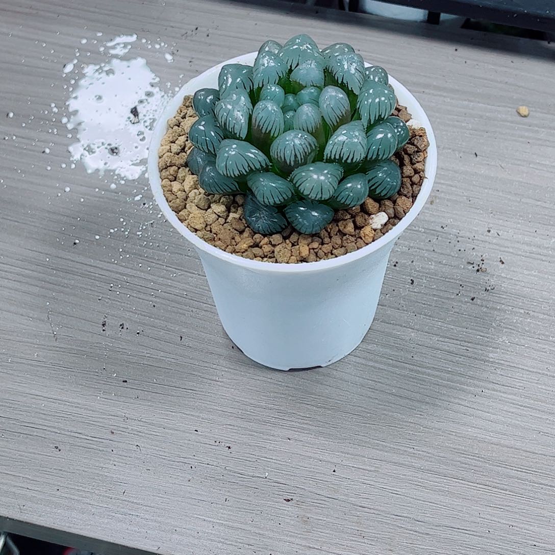 潘氏玉露一勿一拍