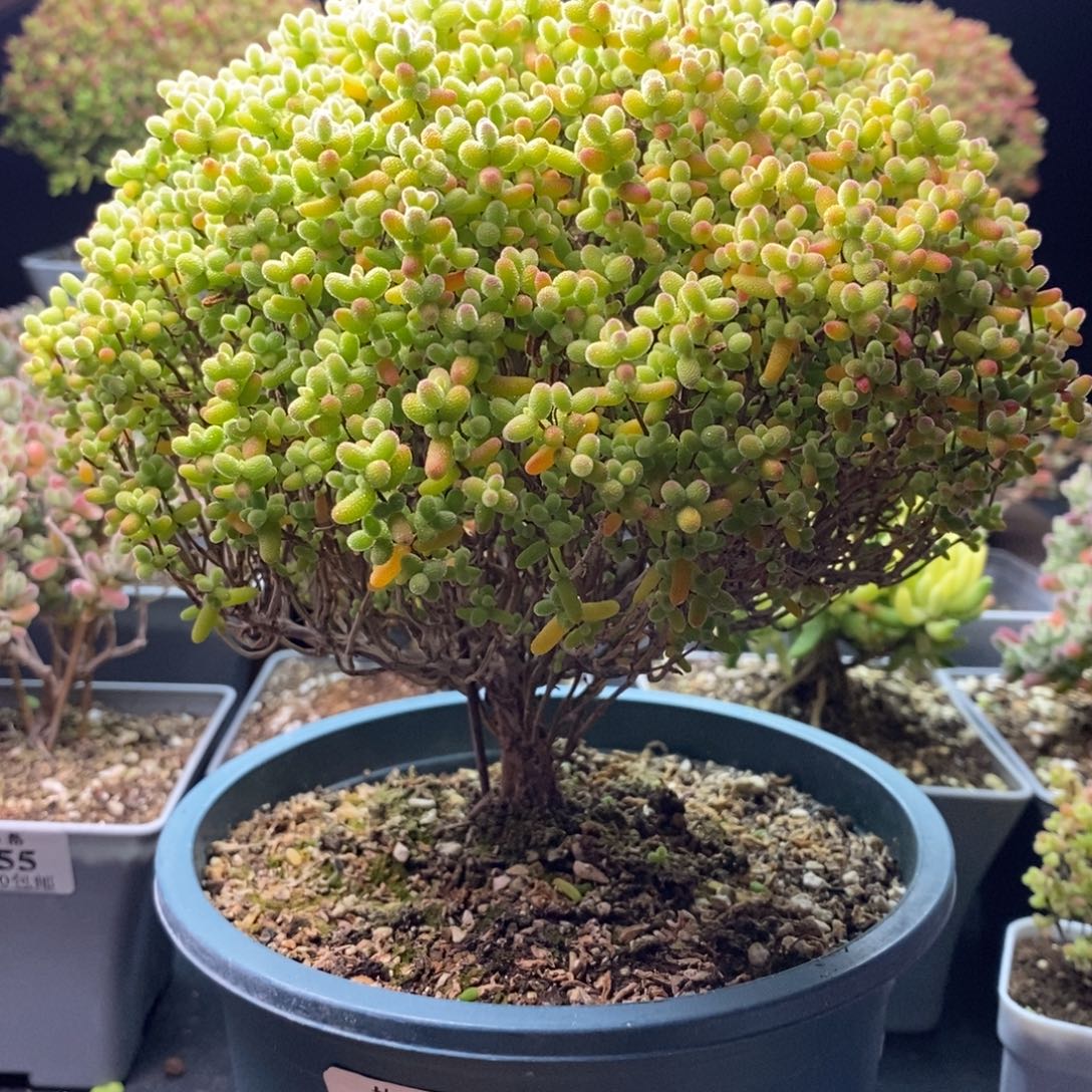 1860金桔糖球 。        