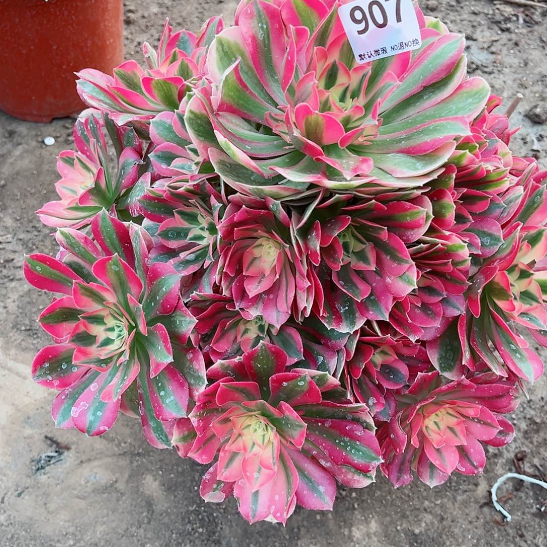 无花朵星*人多肉植物907