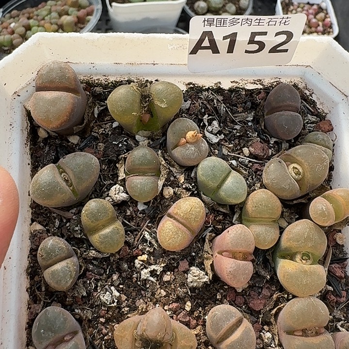 152多肉植物多肉植物
