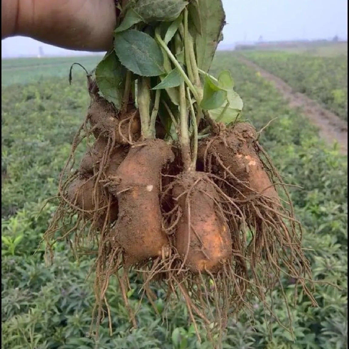 正宗改良白术苗现挖先发白术芽安徽亳州发货白术小苗