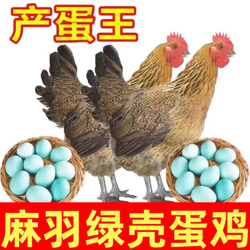 麻羽鸡12只公母可选 半斤左右宠物鸡包邮