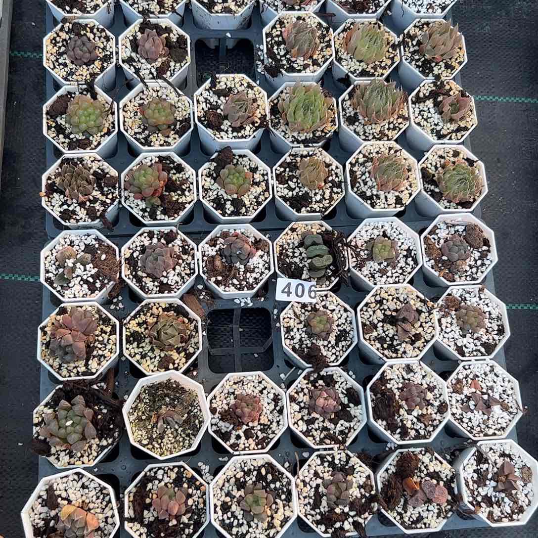 脱土带伤无根十二卷多肉植物