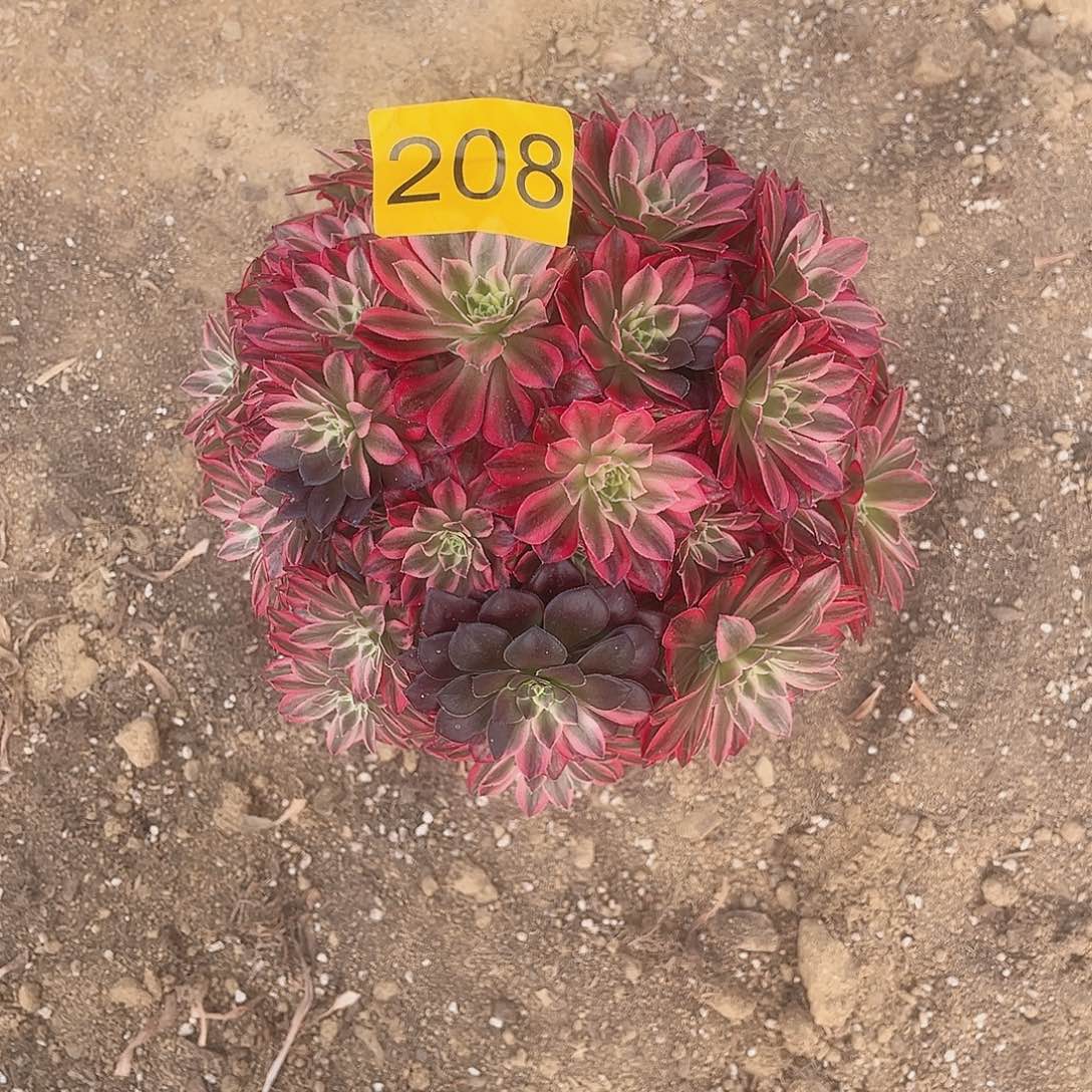 208粉体安娜多肉植物