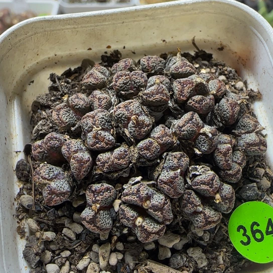 勋章群多肉植物364