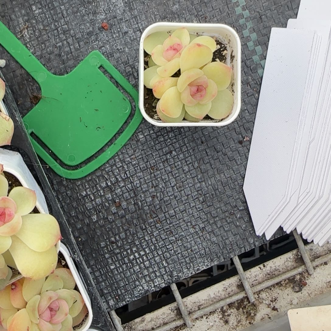 *****肥财盆一个7床满25包邮