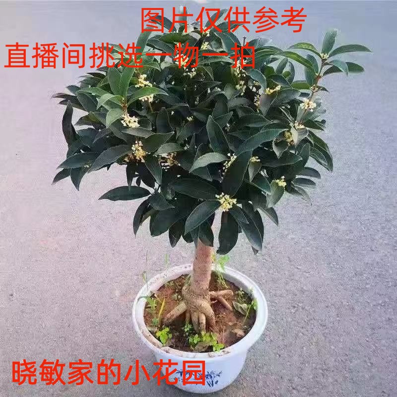 金桂桂花树苗浓香型四季开花盆栽沉香桂四季桂绿植花卉室内外好养