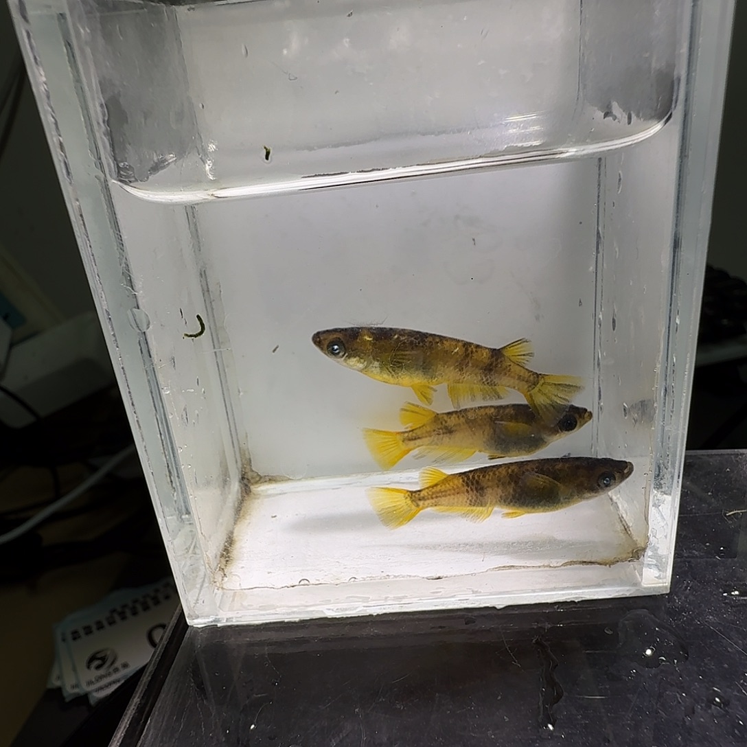 青鳉鱼一物一拍010