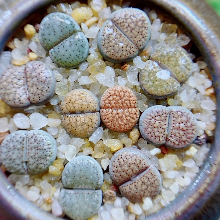 生石花花花花花花649
