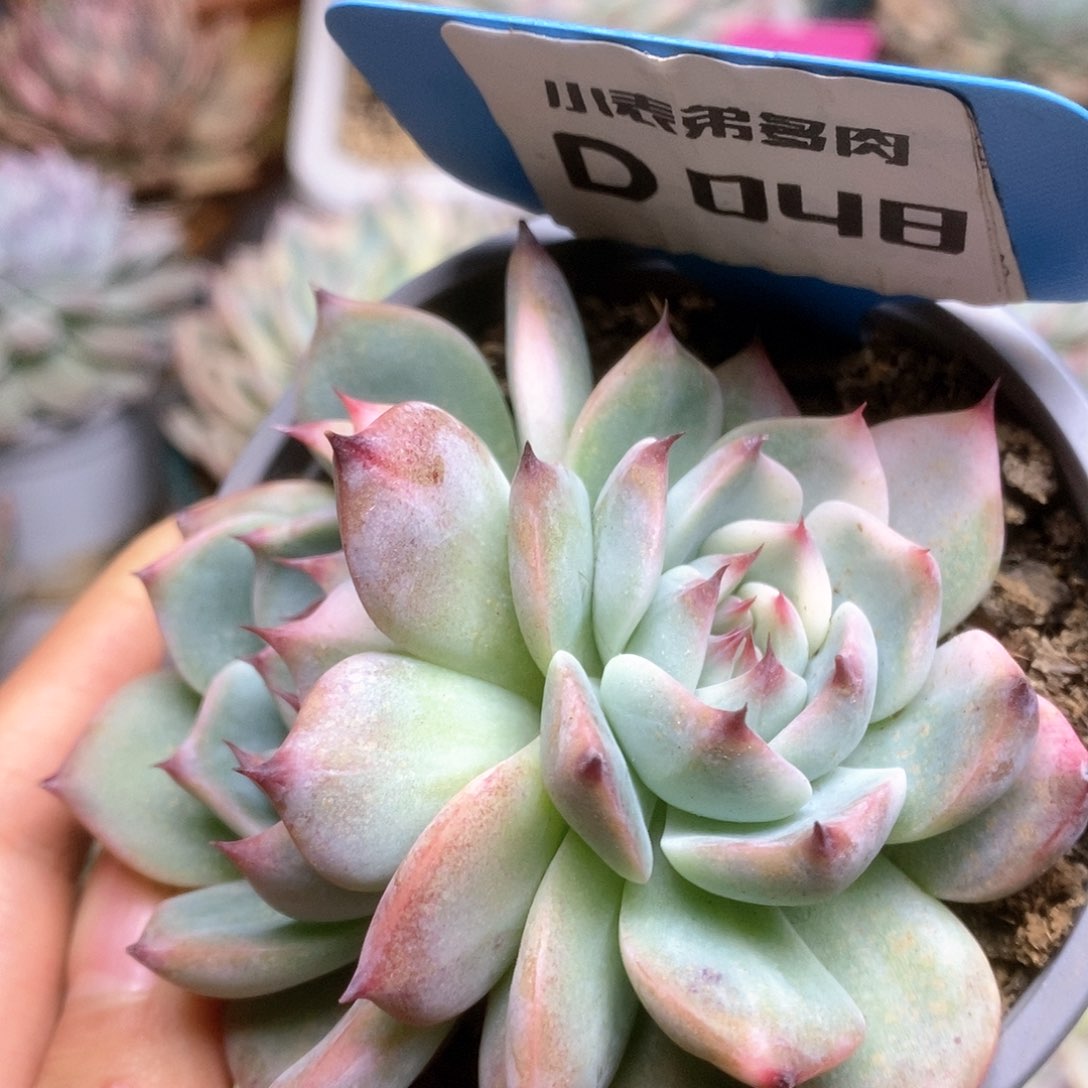 D048锦锦锦锦锦锦锦