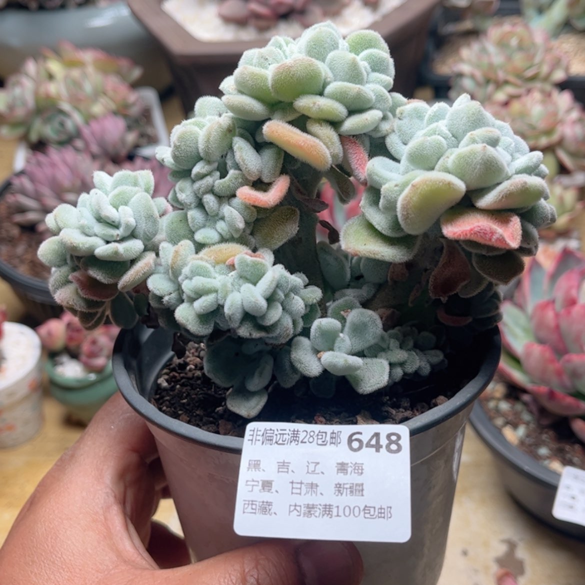 【闪购商品】648雪晃星缀