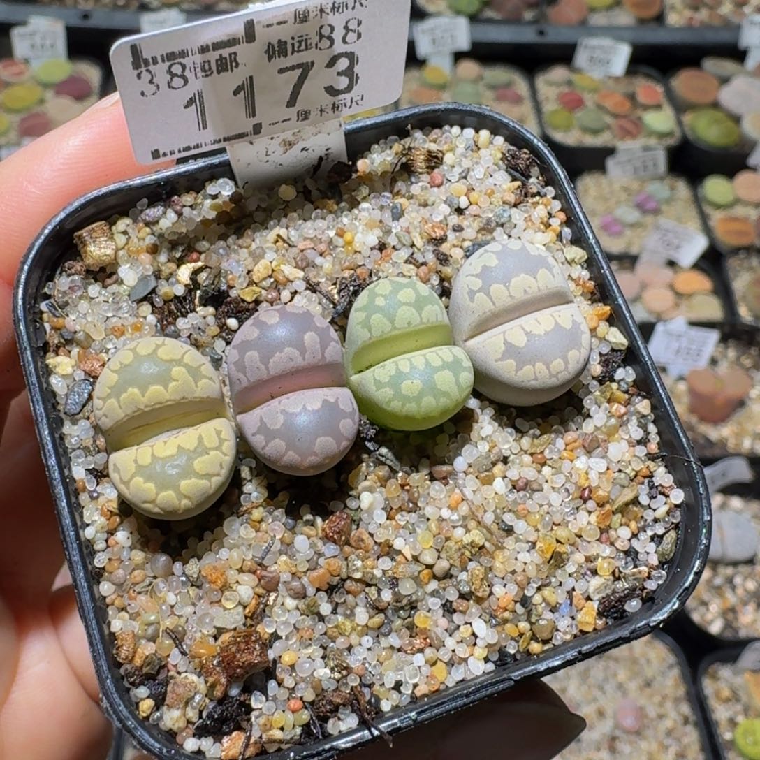 Ssss捡漏了便宜1173