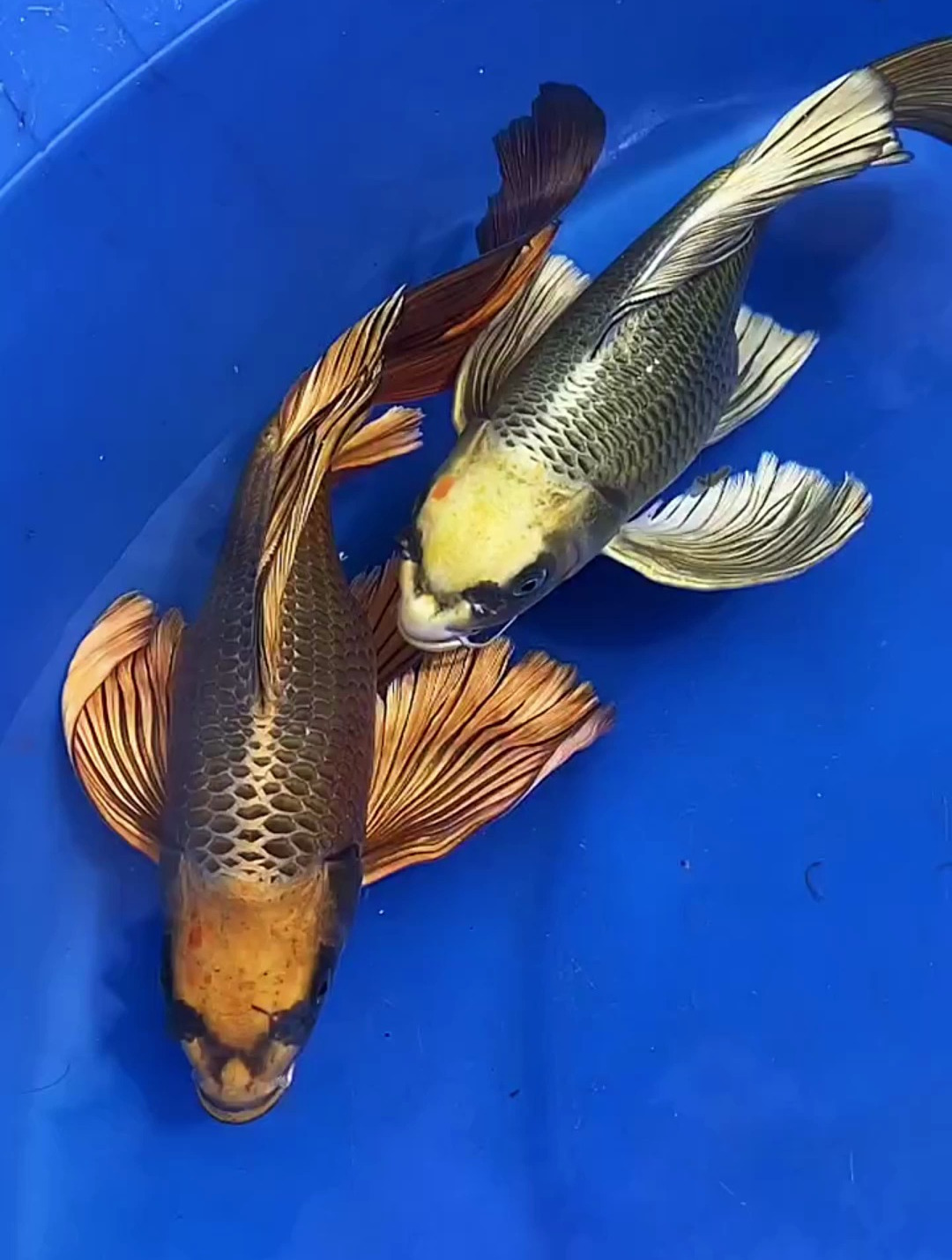 静静家的蝴蝶鲤猫（完美无瑕者勿拍）