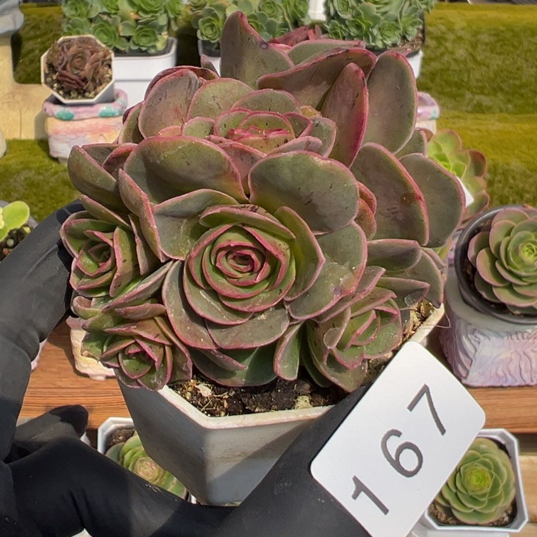 167泽兰优选拉丝朵6厘米